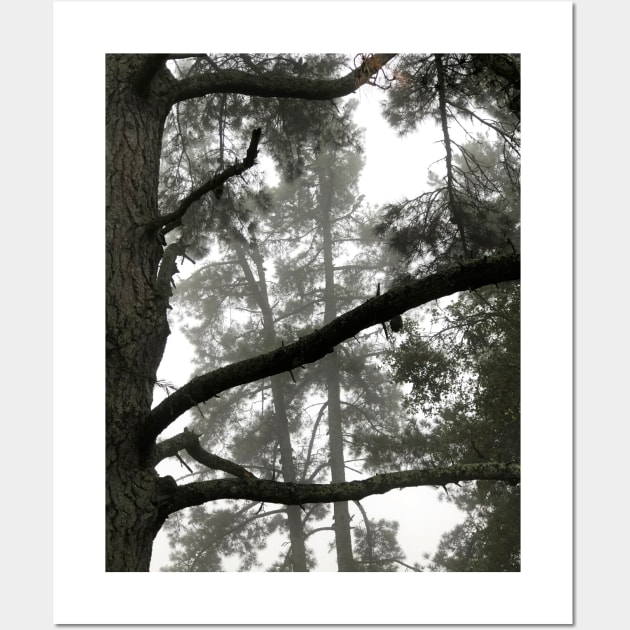 Foggy Woods - Grey Morning Fog in a Redwood Forest - Black and White Trees Wall Art by RhondaChase